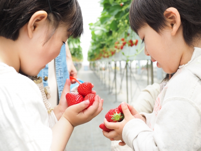 いちご狩りを楽しむ笑顔のこども