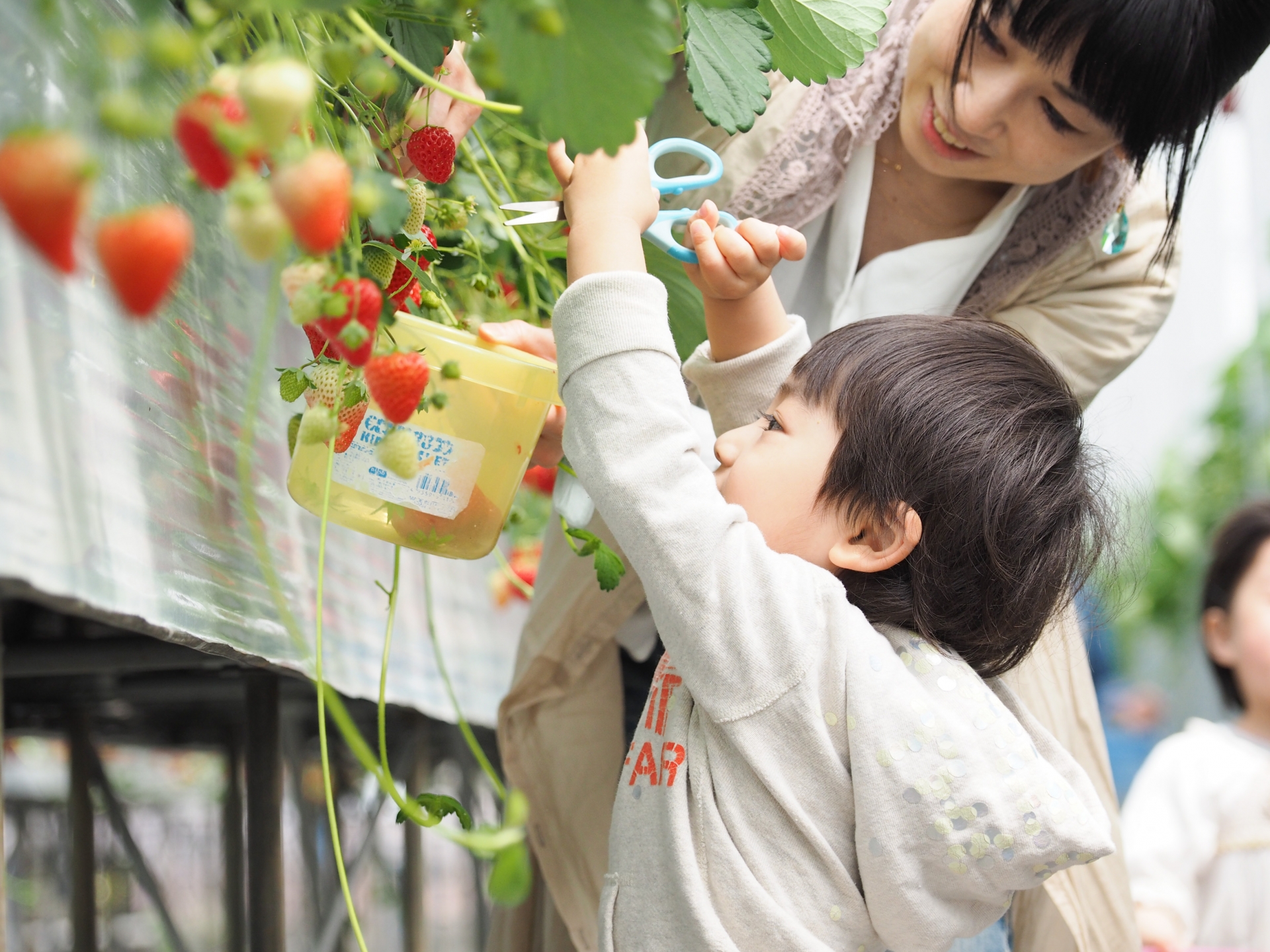 いちご狩りを楽しむ親子の様子